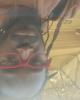 Lavar is single in Valley Center, KS USA