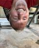 Greg is single in Marion, IL USA