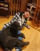 Dawson is single in Inverary, ON CAN