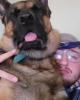 Dillon is single in Conneaut, OH USA