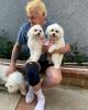 Steve is single in Mission Hills (Los Angeles Co.), CA USA
