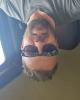 Tertius is single in Artesian, SD USA
