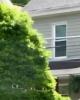 Af is single in Carrolltown, PA USA
