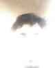 Sayed is single in Kent, WA USA