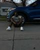 Issa is single in Moline, IL USA