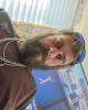James is single in Cantonment, FL USA