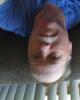 Alex is single in Manton, MI USA