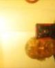 Shorty is single in Lakeside Heights, TX USA