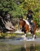 Shangrilaranch is single in Hunt, TX USA