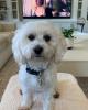 Sharon is single in Rancho Santa Fe, CA USA