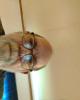 Edwin is single in Mansfield, OH USA