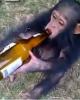 The Monkey Man is single in Waupun, WI USA