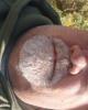 Brian is single in Helena, MT USA