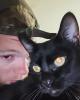 Will is single in Pocahontas, AR USA