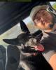 Wayne is single in Bowden, WV USA