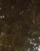 olivieri is single in Blainville, QC CAN