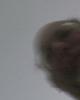 Scotte is single in Elizabethtown, IN USA