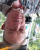 Ray is single in Binghamton, NY USA