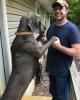Andrew is single in Dalton, GA USA