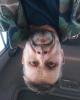 Bobby is single in Barnsdall, OK USA