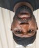 Twon is single in Macon, GA USA