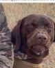 Bill is single in Naugatuck, CT USA