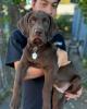 Tyson is single in Burney, CA USA