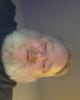 Ray is single in North Windham, ME USA